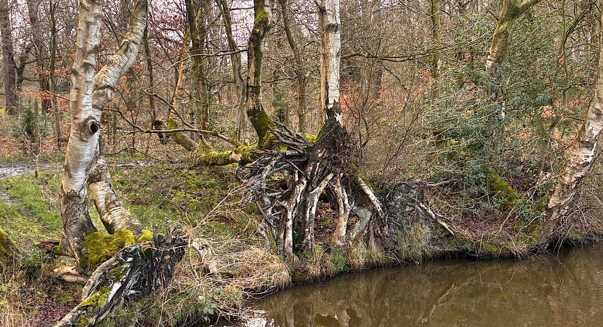 Third Monday in a row