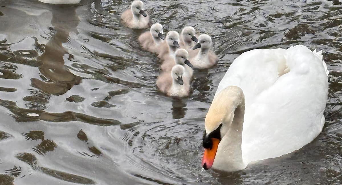 St Richard’s Canal Festival: Sunday