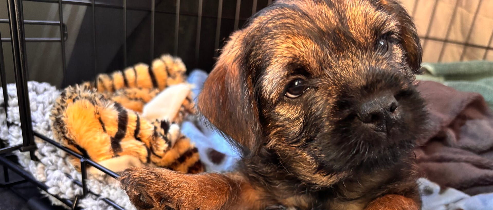 A new member of the family